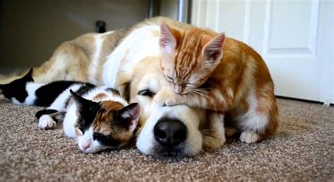 I Love You Cute Cats And Dogs Animals And Pets Baby Animals Dogs