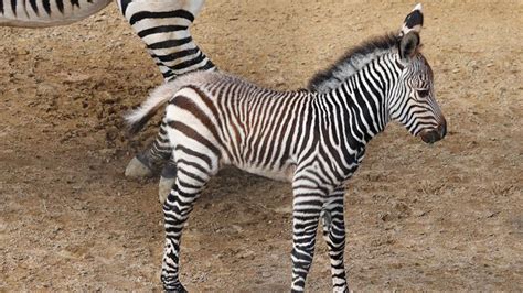 Baby Zebra Is 1st Of Its Species Born At Dallas Zoo Nbc 5 Dallas Fort
