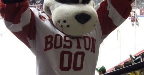 Boston Universitys Mascot Rhett The Terrier Strikes A Pose For The