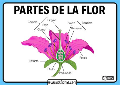 Definición Estructura Y Partes De Una Flor