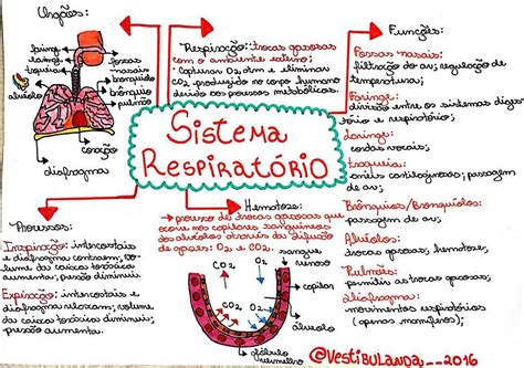 Questões Sobre Sistema Respiratório Enem