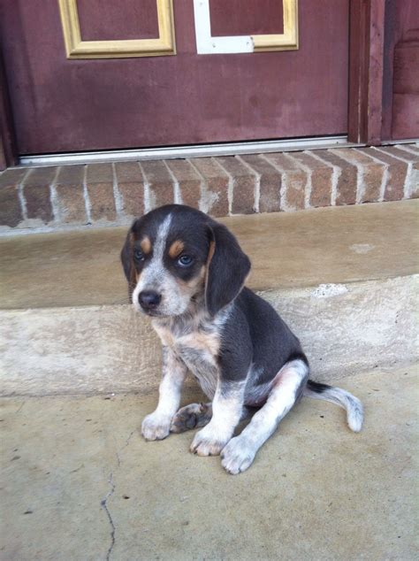 Sweet Little Blue Tick Beagle Pup Beagle Puppy Blue Beagle Cute Beagles