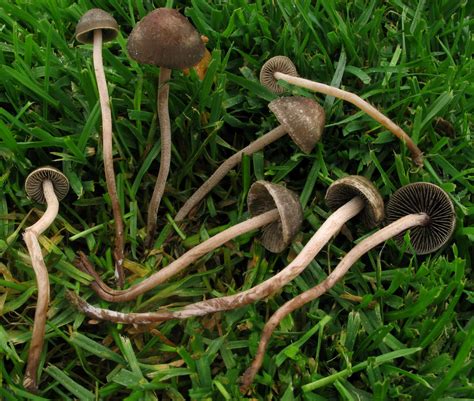 Panaeolus Olivaceus The Ultimate Mushroom Guide