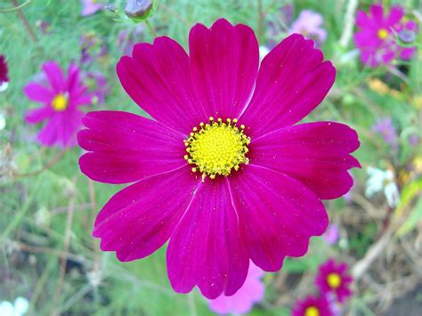 Free Photograph Dark Pink Cosmos Flower