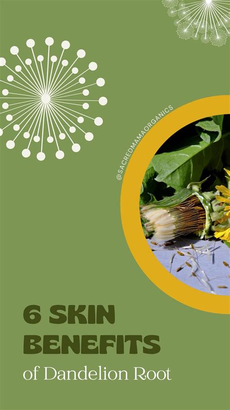 6 Skin Benefits Of Dandelion Root Artofit