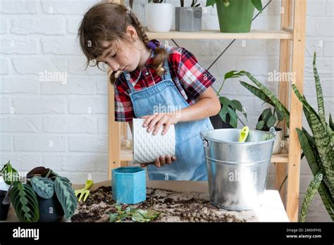 Girl transplants a potted houseplant philodendron into a new soil with