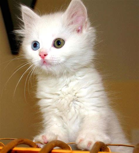 Cute Kitten Breeds List Of Cutest Types Of Kittens Cutest Kitten
