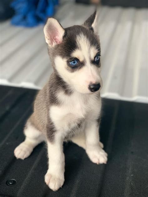 Alaskan Husky Puppies For Sale Mission Tx 317306