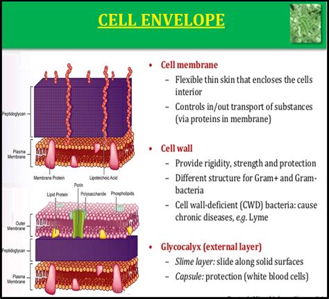 Biology Cell Envelope And Its Modifications