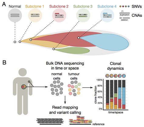 Clonal Heterogeneity Is Hidden In The Mix Wellcome Sanger Institute