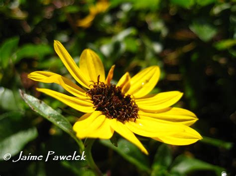 We did not find results for: Best Bee Plants - NE Florida's Native Bees