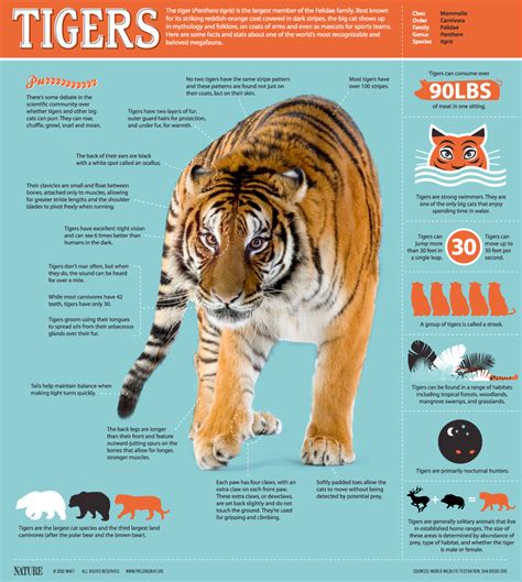 Siberian Tiger Quest ~ Tiger Fact Sheet Nature Pbs Tiger Facts