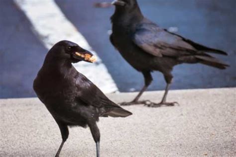Learn How To Attract Crows To Your Yard 14 Proven Tips Birdsacademy