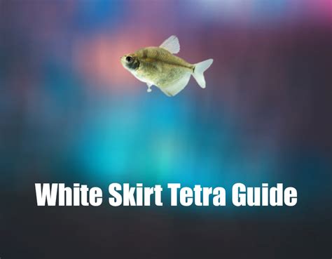 The Ultimate Guide For White Skirt Tetra