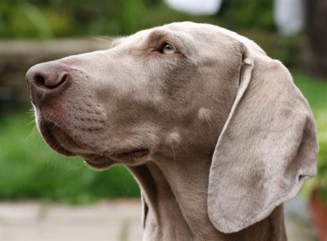 Top 5 Best Dog Beds For Weimaraners In 2019 Dogstruggles