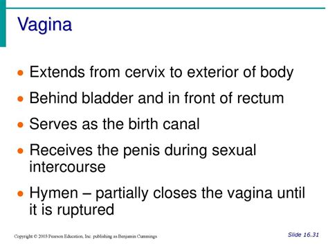 Chapter 16 The Reproductive System Ppt Download