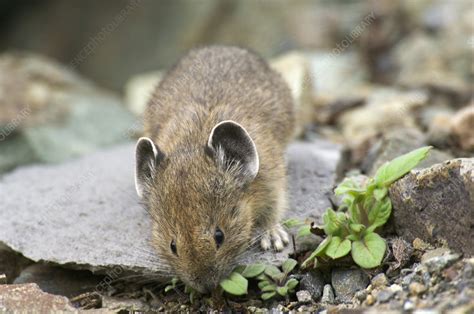 Pika Stock Image C0143281 Science Photo Library
