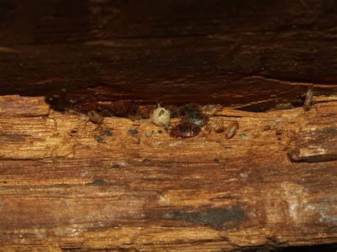 Can Bed Bugs Live In Wood Pestseek