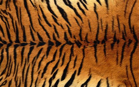 Tiger Skin Wallpapers Top Free Tiger Skin Backgrounds Wallpaperaccess