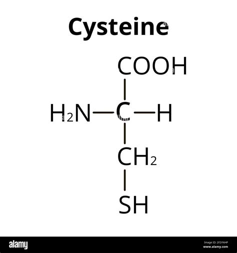 The Amino Acid Cysteine Chemical Molecular Formula Cysteine Amino Acid