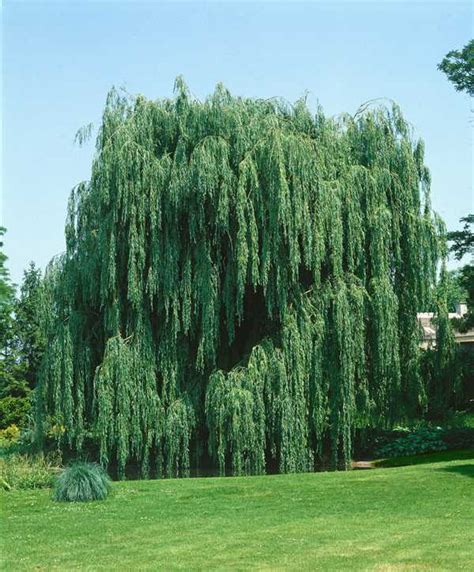 The royal horticultural society lists salix alba 'tristis' as being misapplied as well as ambiguous. Salix alba 'Tristis', Trauerweide 'Tristis'