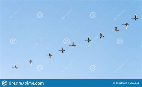 Low Angle Shot Of A Flock Of Birds Flying Under A Clear Blue Sky Stock