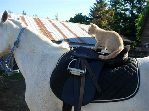 Cat Riding A Horse Jenjeff Flickr