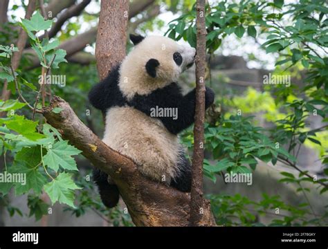 Giant Panda Bear In Tree Stock Photo Alamy