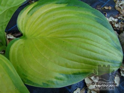 Hosta Stained Glass From Burncoose Nurseries
