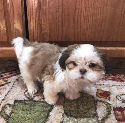 Find the perfect shih tzu puppy for sale in new jersey, nj at puppyfind.com. Shih Tzu Puppies For Sale | Lexington, KY #199186