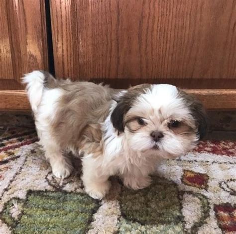 Shih Tzu Puppies For Sale | Newark, NJ #199058 | Petzlover