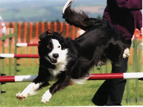 47 Working Line Border Collie Breeder Picture Bleumoonproductions
