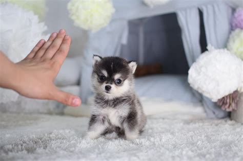 10 Cutest Small Dogs That Stay Small Forever