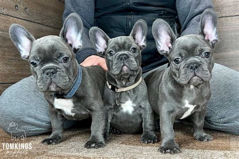 How To Take Care Of French Bulldog Litter