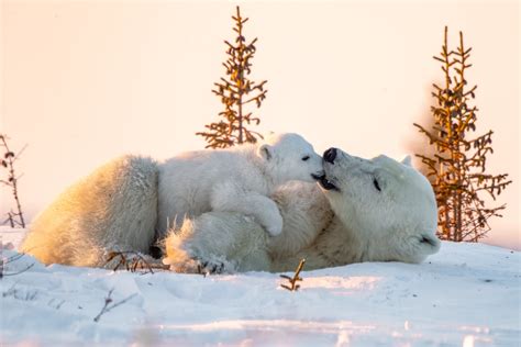 Download Baby Animal Cub Animal Polar Bear 4k Ultra Hd Wallpaper