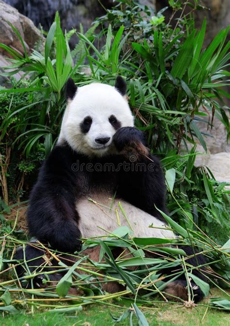 Cute Giant Panda Bear Cub Play Beijing Zoo China Stock Image Image