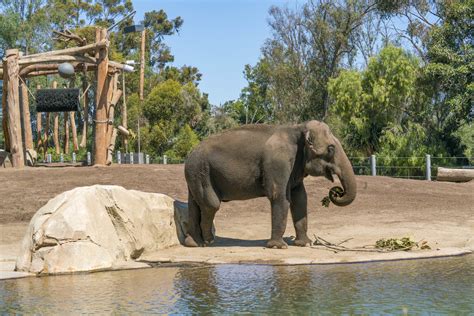 6 San Diego Zoo Tours That Elevate Your Visit La Jolla Mom