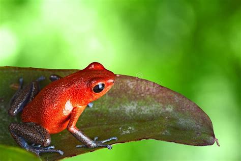 Red Poison Dart Frog In Tropical Jungle Stock Photo Image 20715010