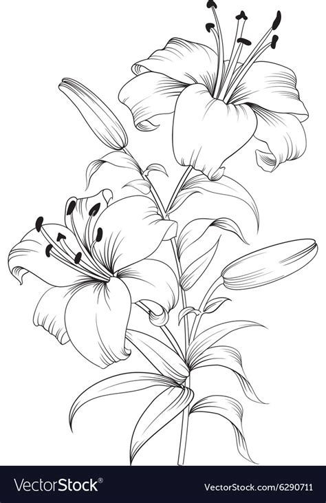 Blooming Lily Flower Royalty Free Vector Image