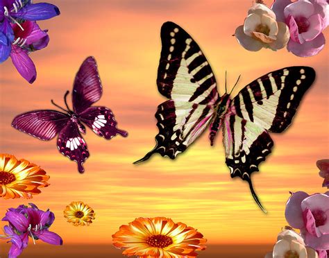 Butterfly Sunset Photograph By Mgl Meiklejohn Graphics Licensing Fine