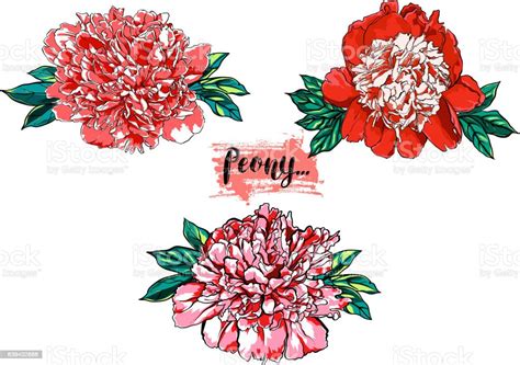 Hand Drawn Peony Flower Vector Set Illustration Stock Illustration