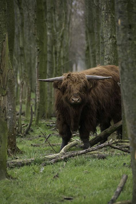 Brown Scottish Highlander Cow Cattle Forest Scottish Highlanders
