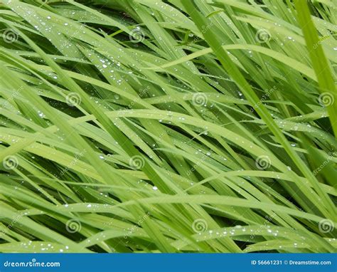 Dew Drops On Long Blades Of Grass Stock Photo Image 56661231