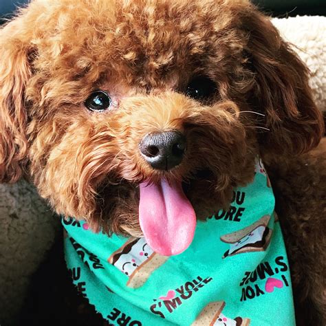 Red Toy Poodle W Teddy Bear Cut Puppies Puppies Bear Face Toy Poodle