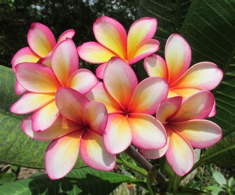 Plumerias Plant Care And Collection Of Varieties