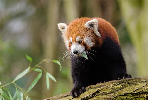New Haven For Himalayan Wildlife Rainforest Trust