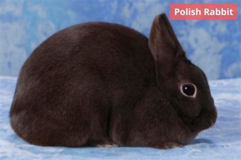 9 Best Breed Of Rabbit For First Time Owner With Pictures