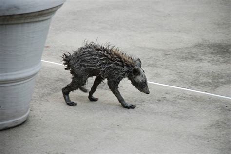 Photo of the day: Chupacabra or something else?