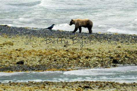 Grizzlies Pandas And More Byrdseyeviewphotos Grizzly Skagway Alaska