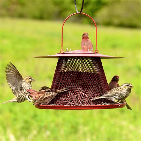 Pictures Of Cardinal Bird Feeders Background